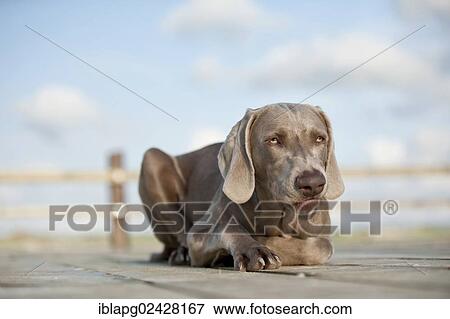 Weimaraner lying on a jetty View Large Photo Image Stock Photo - Weimaraner lying on a jetty. Fotosearch