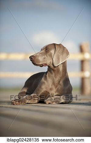Weimaraner lying on a jetty View Large Photo Image Stock Photography - Weimaraner lying on a jetty. Fotosearch