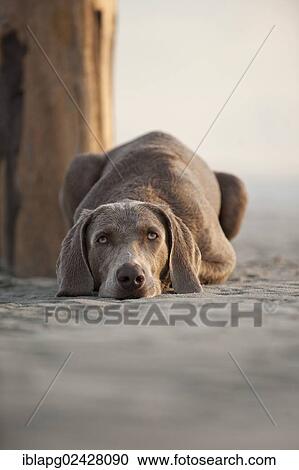 "Weimaraner lying on the beach, St. Peter-Ording, Schleswig-Holstein, Germany, Europe" View Large Photo Image Stock Image - "Weimaraner lying on the beach, St. Peter-Ording, Schleswig-Holstein, Germany, Europe". Fotosearch