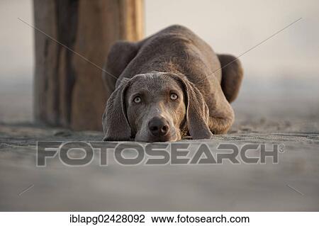 "Weimaraner lying on the beach, St. Peter-Ording, Schleswig-Holstein, Germany, Europe" View Large Photo Image Stock Image - "Weimaraner lying on the beach, St. Peter-Ording, Schleswig-Holstein, Germany, Europe". Fotosearch