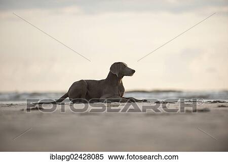 "Weimaraner lying on the beach, St. Peter-Ording, Schleswig-Holstein, Germany, Europe" View Large Photo Image Stock Photography - "Weimaraner lying on the beach, St. Peter-Ording, Schleswig-Holstein, Germany, Europe". Fotosearch