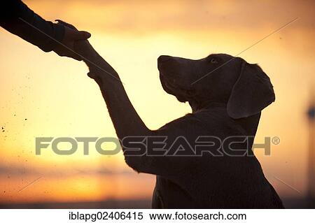 "Weimaraner offering its paw, silhouette" View Large Photo Image Stock Photography - "Weimaraner offering its paw, silhouette". Fotosearch