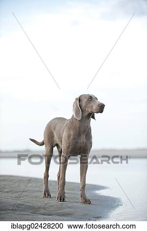 Stock Image - "Weimaraner on the beach, St. Peter-Ording, Schleswig-Holstein, Germany, Europe". Fotosearch