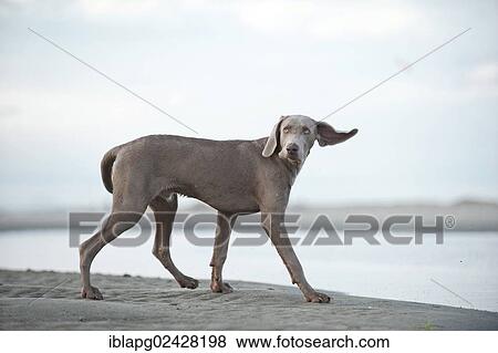 "Weimaraner on the beach, St. Peter-Ording, Schleswig-Holstein, Germany, Europe" View Large Photo Image Stock Photo - "Weimaraner on the beach, St. Peter-Ording, Schleswig-Holstein, Germany, Europe". Fotosearch