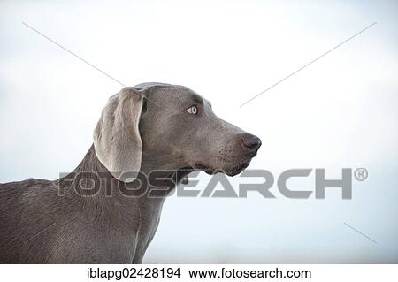 "Weimaraner, portrait" View Large Photo Image Picture - "Weimaraner, portrait". Fotosearch