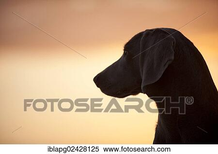 "Weimaraner, portrait, St. Peter-Ording, Schleswig-Holstein, Germany, Europe" View Large Photo Image Stock Photography - "Weimaraner, portrait, St. Peter-Ording, Schleswig-Holstein, Germany, Europe". Fotosearch