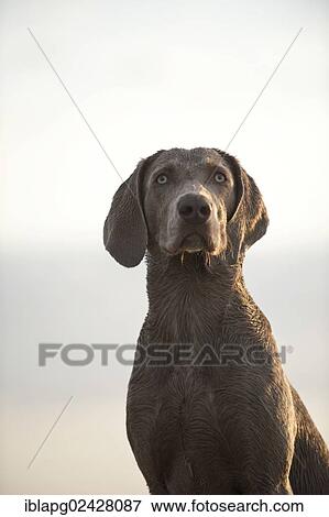 "Weimaraner, portrait" View Large Photo Image Stock Photo - "Weimaraner, portrait". Fotosearch