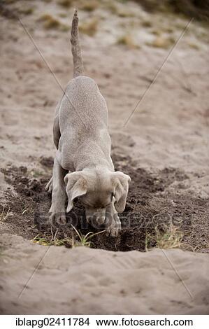 Weimaraner puppy digging in the sand View Large Photo Image Picture - Weimaraner puppy digging in the sand. Fotosearch