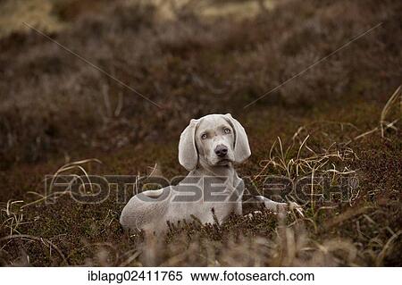 Weimaraner puppy lying in a meadow View Large Photo Image Stock Photography - Weimaraner puppy lying in a meadow. Fotosearch