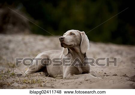 Weimaraner puppy lying in the sand View Large Photo Image Stock Photo - Weimaraner puppy lying in the sand. Fotosearch