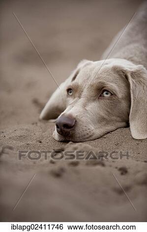Weimaraner puppy lying in the sand, portrait View Large Photo Image Stock Photograph - Weimaraner puppy lying in the sand, portrait. Fotosearch