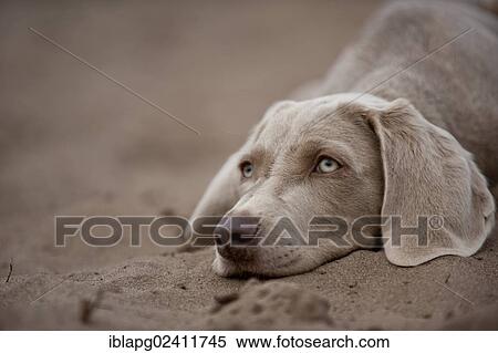 Weimaraner puppy lying in the sand, portrait View Large Photo Image Stock Photography - Weimaraner puppy lying in the sand, portrait. Fotosearch