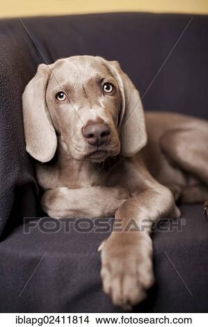 Weimaraner puppy lying on a chair View Large Photo Image Picture - Weimaraner puppy lying on a chair. Fotosearch