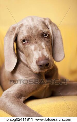 Weimaraner puppy lying on a chair, portrait View Large Photo Image Stock Image - Weimaraner puppy lying on a chair, portrait. Fotosearch