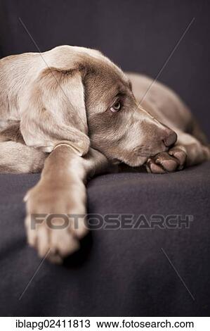 Weimaraner puppy lying on a chair View Large Photo Image Stock Image - Weimaraner puppy lying on a chair. Fotosearch
