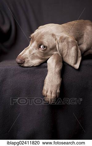 Weimaraner puppy lying on a chair View Large Photo Image Stock Image - Weimaraner puppy lying on a chair. Fotosearch
