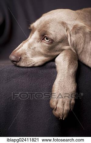 Weimaraner puppy lying on a chair, portrait View Large Photo Image Stock Image - Weimaraner puppy lying on a chair, portrait. Fotosearch