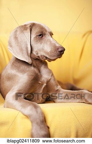 Weimaraner puppy lying on a chair View Large Photo Image Stock Photo - Weimaraner puppy lying on a chair. Fotosearch