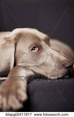 Weimaraner puppy lying on a chair, portrait View Large Photo Image Stock Photo - Weimaraner puppy lying on a chair, portrait. Fotosearch