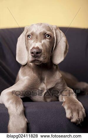Weimaraner puppy lying on a chair View Large Photo Image Stock Photo - Weimaraner puppy lying on a chair. Fotosearch