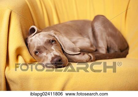 Weimaraner puppy lying on a chair View Large Photo Image Stock Photograph - Weimaraner puppy lying on a chair. Fotosearch