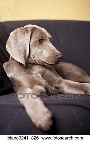 Weimaraner puppy lying on a chair View Large Photo Image Stock Photograph - Weimaraner puppy lying on a chair. Fotosearch