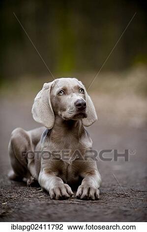 Stock Image - Weimaraner puppy lying on a road in the forest. Fotosearch