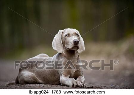 Weimaraner puppy lying on a road in the forest View Large Photo Image Stock Photo - Weimaraner puppy lying on a road in the forest. Fotosearch