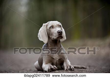 Weimaraner puppy lying on a road in the forest View Large Photo Image Stock Photo - Weimaraner puppy lying on a road in the forest. Fotosearch