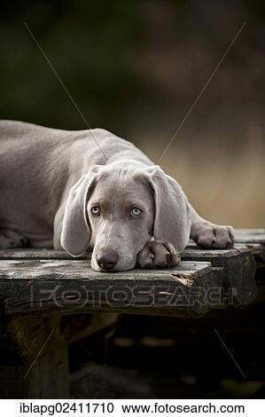 Weimaraner puppy lying outside on a table View Large Photo Image Stock Image - Weimaraner puppy lying outside on a table. Fotosearch
