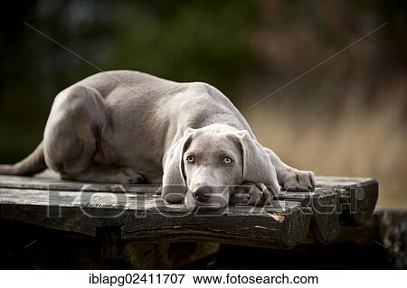 Weimaraner puppy lying outside on a table View Large Photo Image Stock Photo - Weimaraner puppy lying outside on a table. Fotosearch