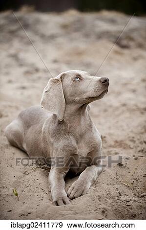 Weimaraner puppy, lying View Large Photo Image Stock Photo - Weimaraner puppy, lying. Fotosearch