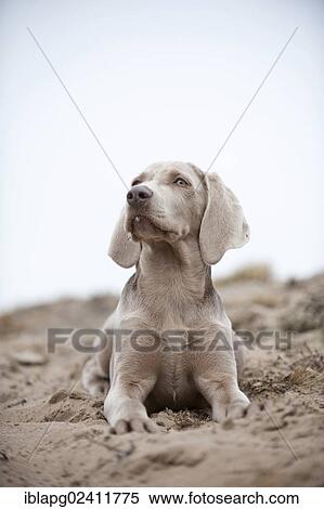 Weimaraner puppy, lying View Large Photo Image Stock Photography - Weimaraner puppy, lying. Fotosearch