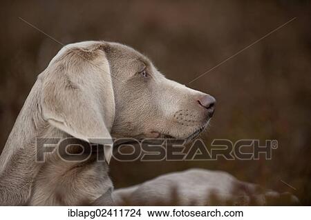Weimaraner puppy, portrait View Large Photo Image Picture - Weimaraner puppy, portrait. Fotosearch