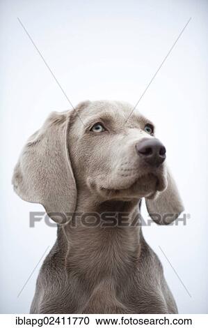 Weimaraner puppy, portrait View Large Photo Image Stock Image - Weimaraner puppy, portrait. Fotosearch