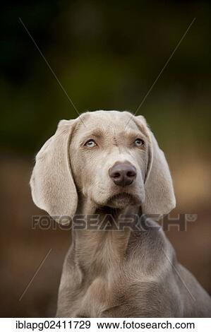 Weimaraner puppy, portrait View Large Photo Image Stock Photo - Weimaraner puppy, portrait. Fotosearch