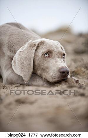 Weimaraner puppy, portrait View Large Photo Image Stock Photo - Weimaraner puppy, portrait. Fotosearch