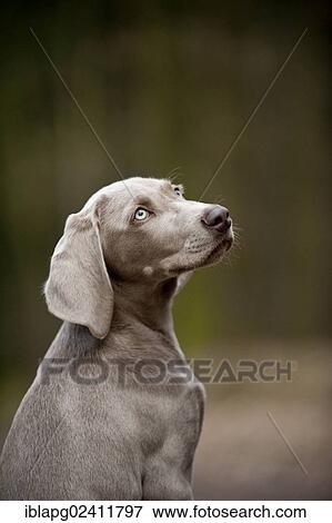 Weimaraner puppy, portrait View Large Photo Image Stock Photo - Weimaraner puppy, portrait. Fotosearch