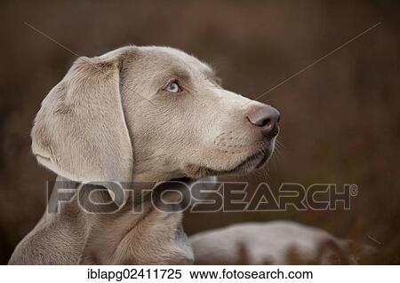 Weimaraner puppy, portrait View Large Photo Image Stock Photography - Weimaraner puppy, portrait. Fotosearch