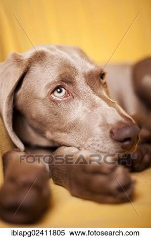 Weimaraner puppy, portrait View Large Photo Image Stock Photography - Weimaraner puppy, portrait. Fotosearch