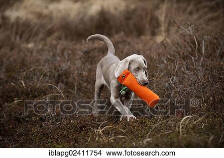 Weimaraner puppy retrieving a dummy View Large Photo Image Picture - Weimaraner puppy retrieving a dummy. Fotosearch