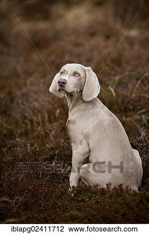 Stock Image - Weimaraner puppy sitting in a meadow. Fotosearch