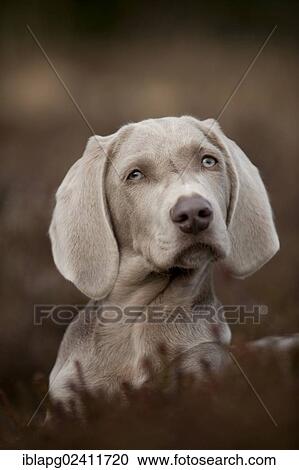 Weimaraner puppy sitting in a meadow, portrait View Large Photo Image Stock Image - Weimaraner puppy sitting in a meadow, portrait. Fotosearch