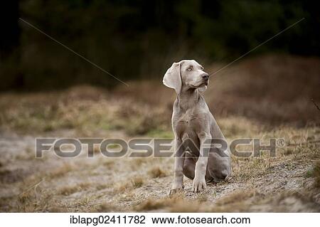 Stock Image - Weimaraner puppy sitting in a meadow. Fotosearch
