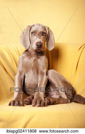 Weimaraner puppy sitting on a chair View Large Photo Image Stock Photo - Weimaraner puppy sitting on a chair. Fotosearch