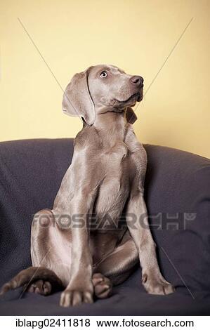 Weimaraner puppy sitting on a chair View Large Photo Image Stock Photo - Weimaraner puppy sitting on a chair. Fotosearch