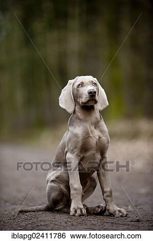Weimaraner puppy sitting on a road in a forest View Large Photo Image Stock Photograph - Weimaraner puppy sitting on a road in a forest. Fotosearch
