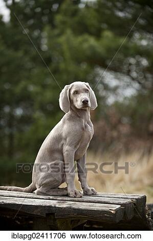 Weimaraner puppy sitting outside on a table View Large Photo Image Stock Photograph - Weimaraner puppy sitting outside on a table. Fotosearch