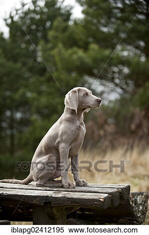 Weimaraner puppy sitting outside on a table View Large Photo Image Stock Photography - Weimaraner puppy sitting outside on a table. Fotosearch