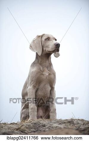 Weimaraner puppy, sitting View Large Photo Image Stock Photograph - Weimaraner puppy, sitting. Fotosearch